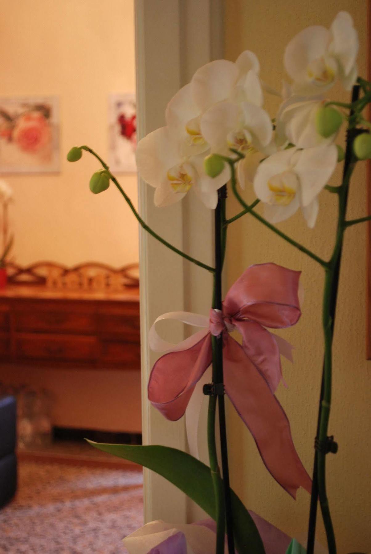 Villa Catelli B&B Lucca Esterno foto